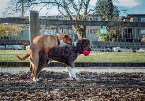 dog humping girls|Dog wouldnt stop humping so she let him have it